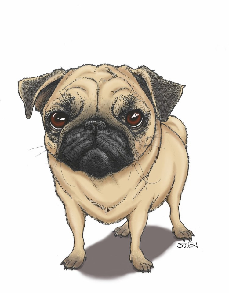 Мопс морда силуэт