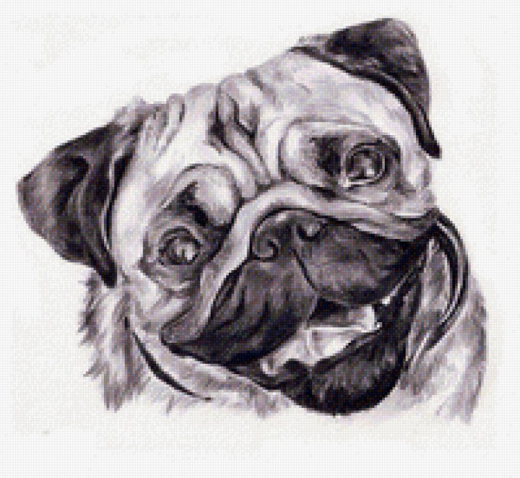 Animal with Muzzle drawing