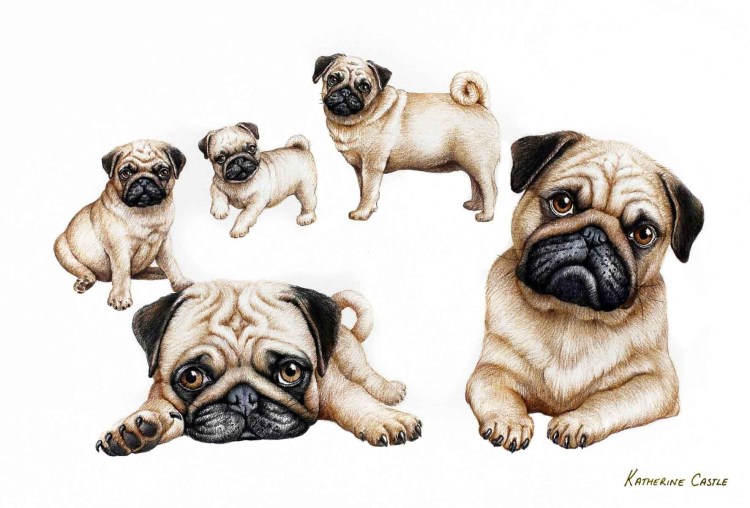 Мопс акварелью