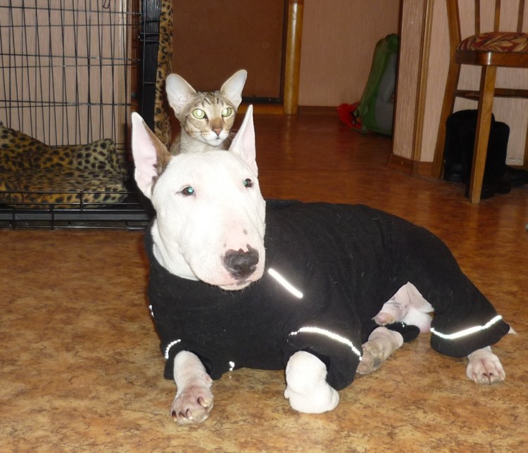 Бультерьер Баленсиага