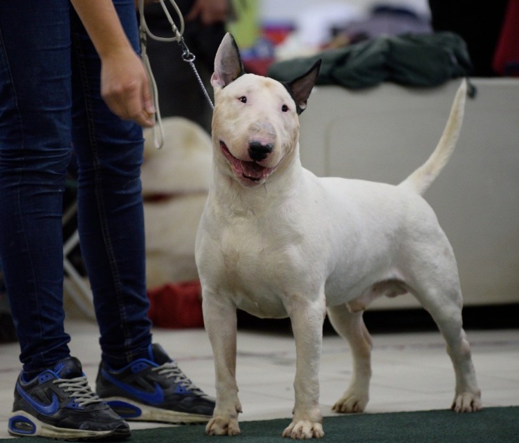 Бультерьер и питбультерьер