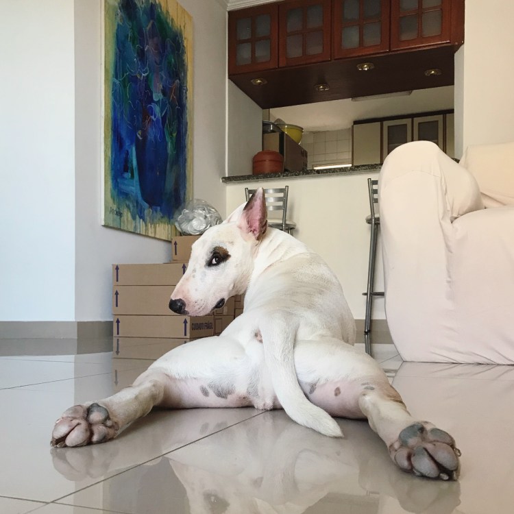 Охотничья собака бультерьер