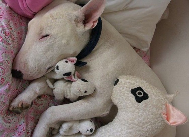 Бультерьер мини и стандарт