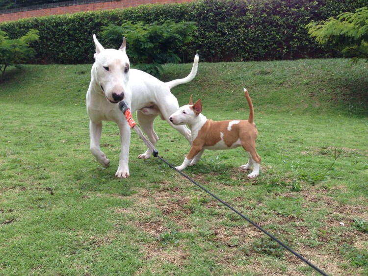 Собака бультерьер на поводке