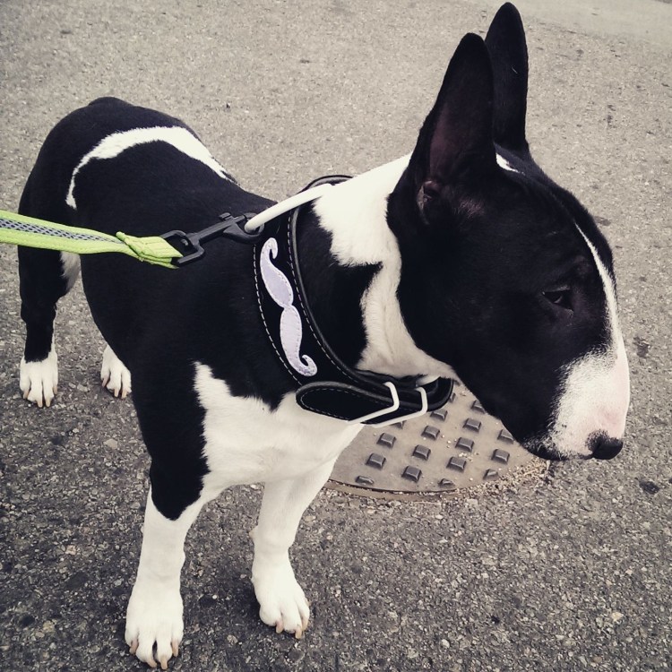 Бультерьер фильм кадры