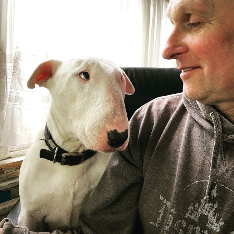 Бультерьер мини рядом с человеком