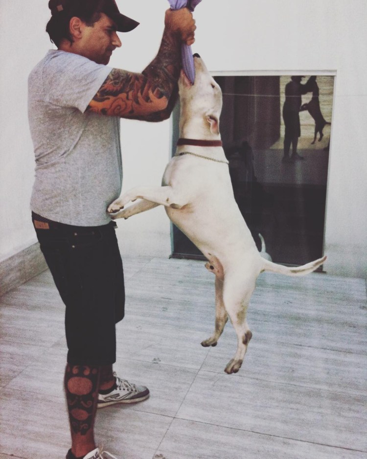 Порода мини бультерьер