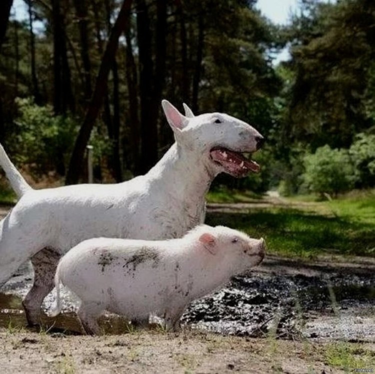 Бультерьер с человеком