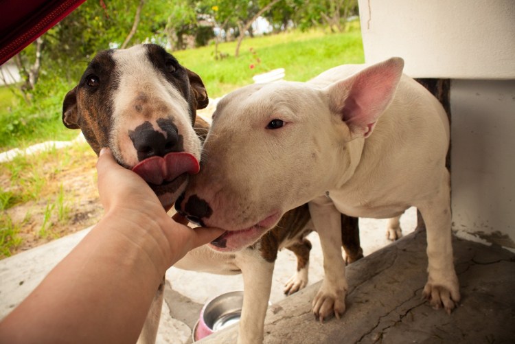 Мини бультерьер Котигорошко