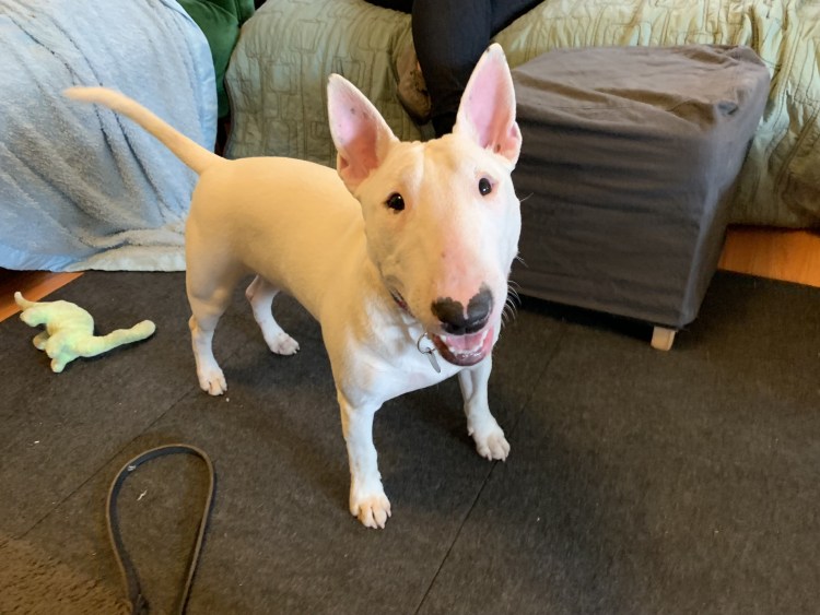 Бультерьер Пэтси