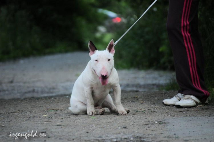 +79219733600 Бультерьер