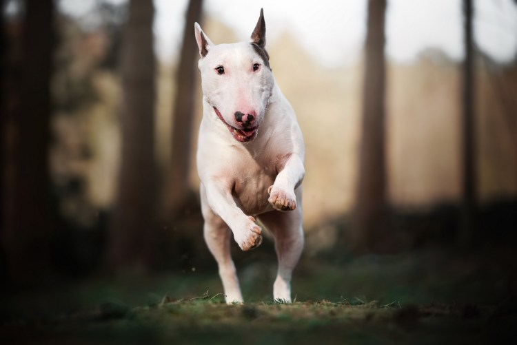 +79219733600 Бультерьер