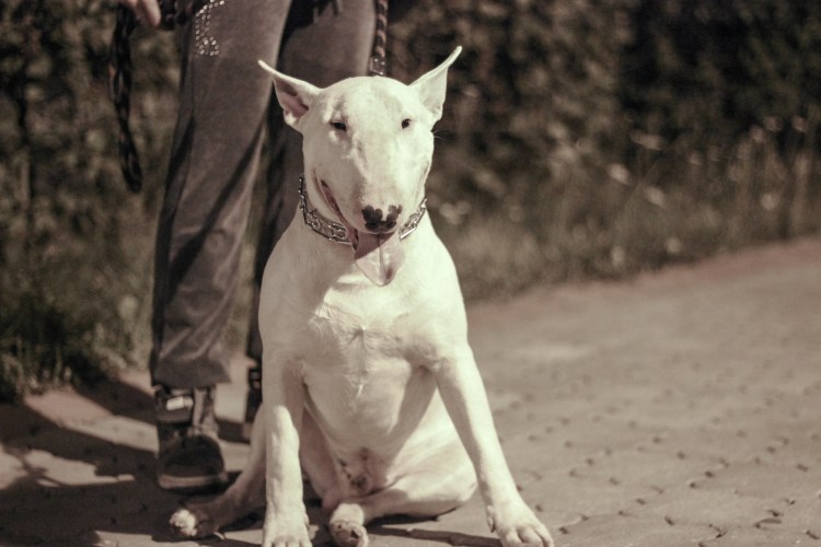 Бультерьер с мужиком