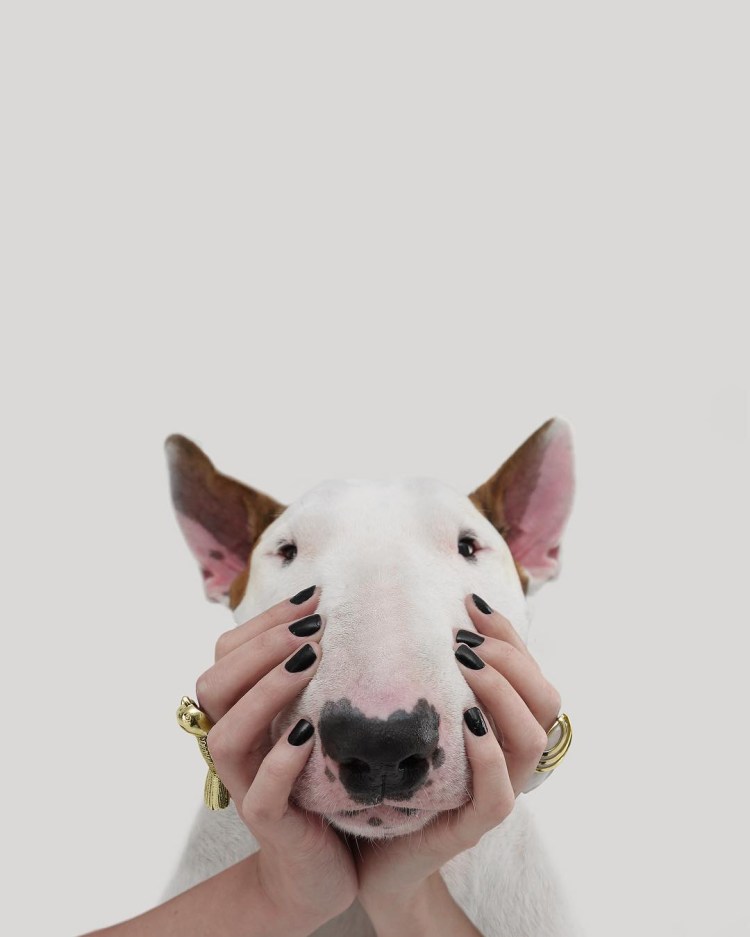 Обои на рабочий стол бультерьер