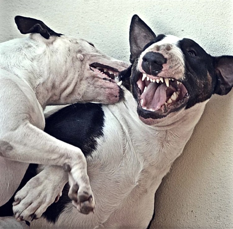 Сутулая собака из инстаграмма