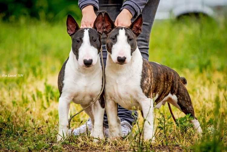 Рыжий бультерьер в костюме