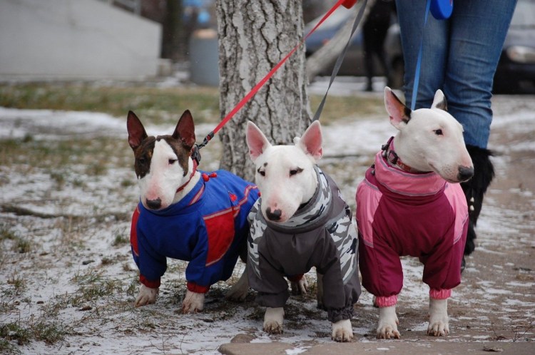 Минибуль и бультерьер