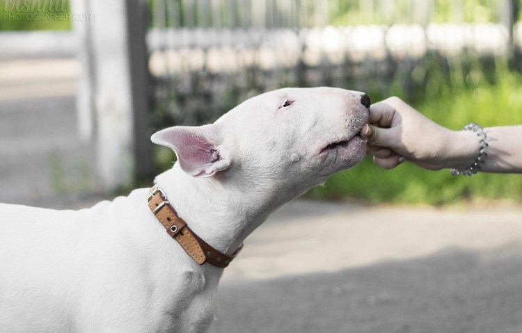Бультерьер с разными глазами