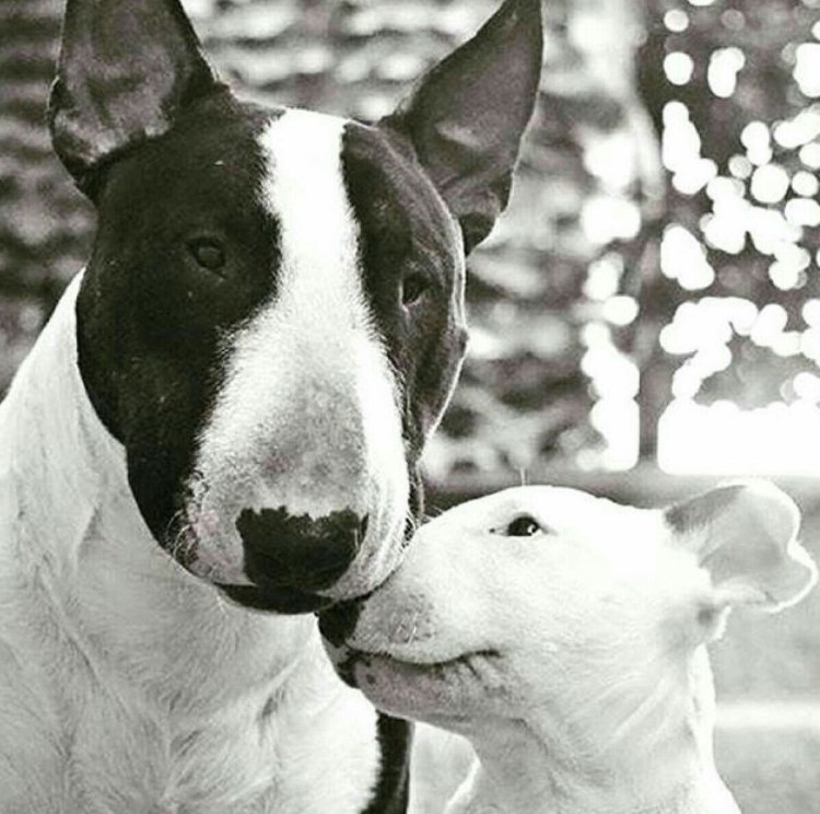 Jimmy Choo бультерьер