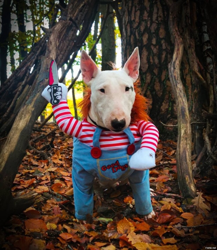 Бультерьер щенок и взрослый