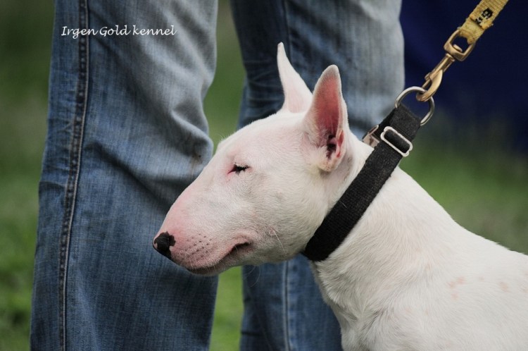 Мини бультерьер