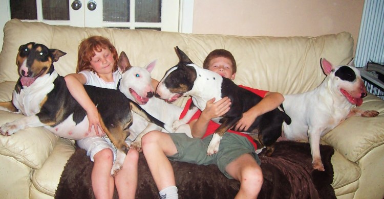 Мини бультерьер и стандартный бультерьер