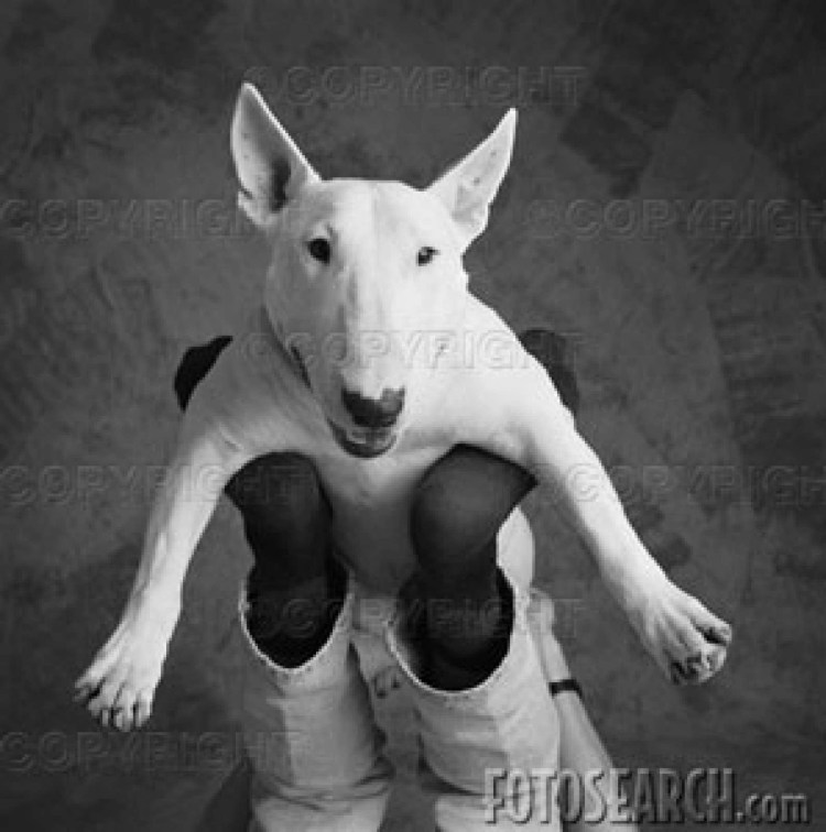 Фотосессия с бультерьером