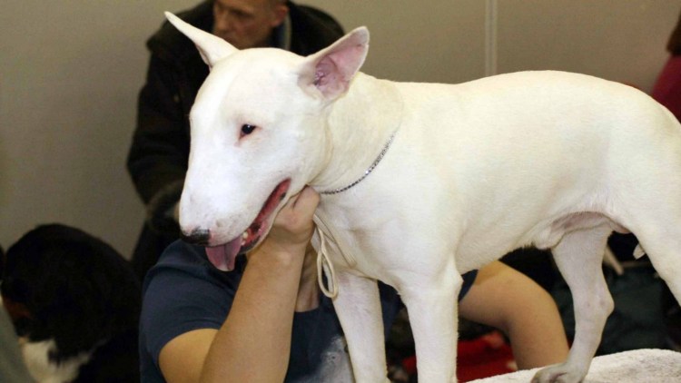 Ласковый бультерьер