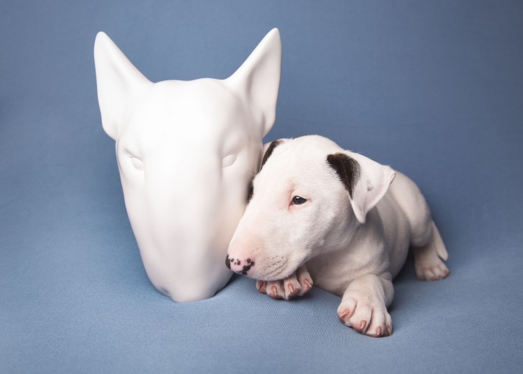 Бультерьер картинки