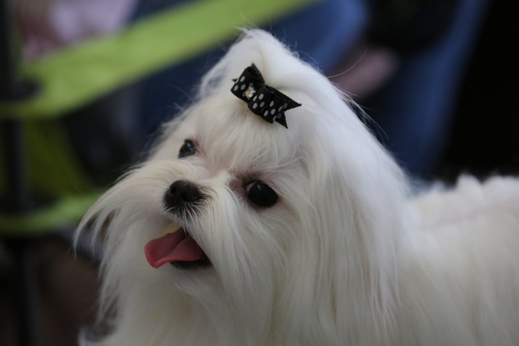 Мальтезе собака