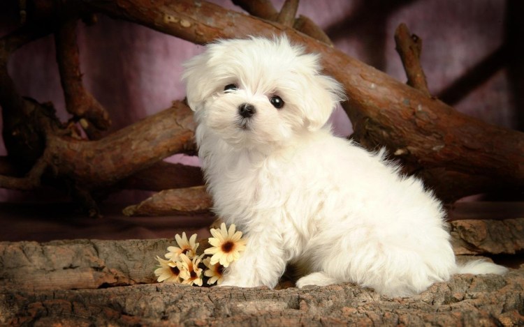 Пикапу собака