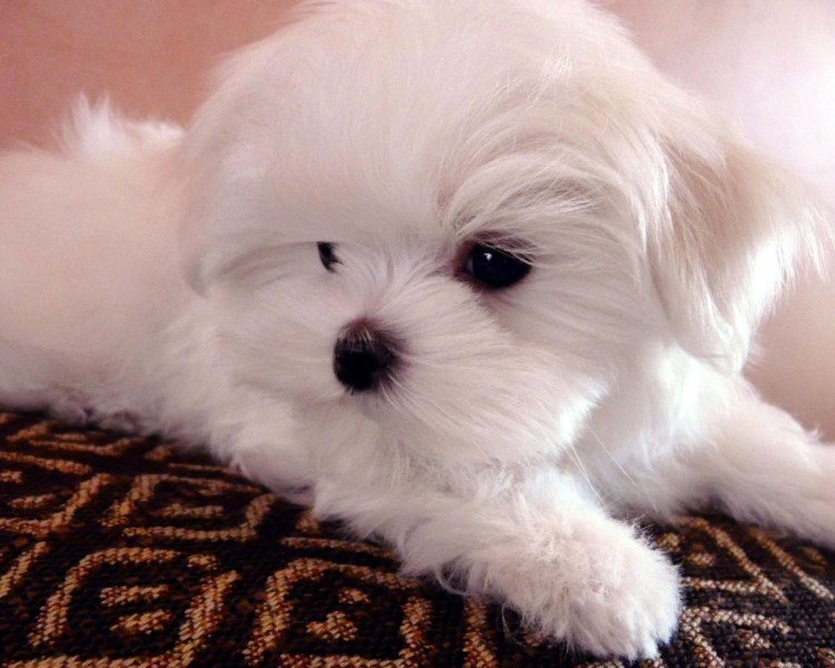 Той болонка