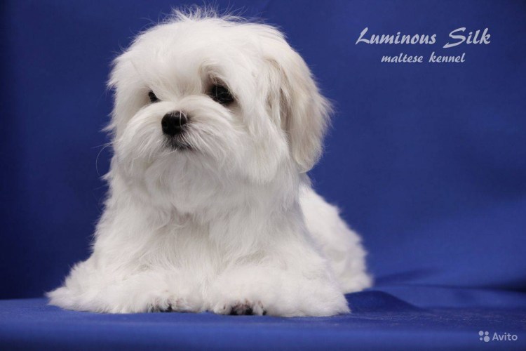 Мальтийская болонка авито