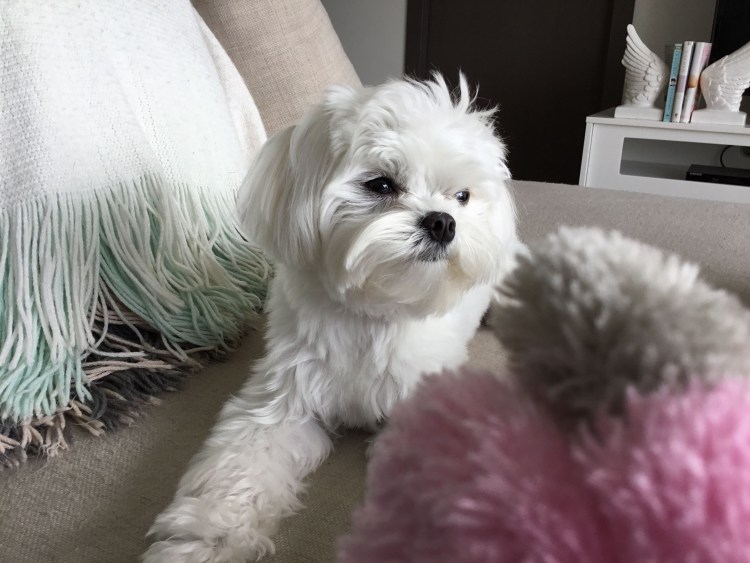 Мальтийская болонка мальтипу