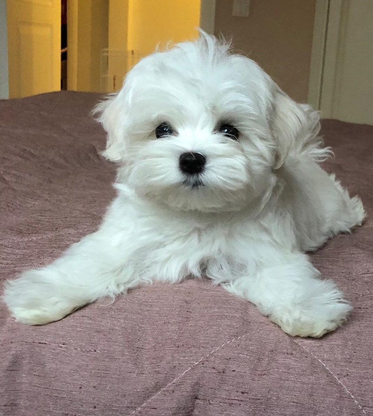 Мальтийский Бишон