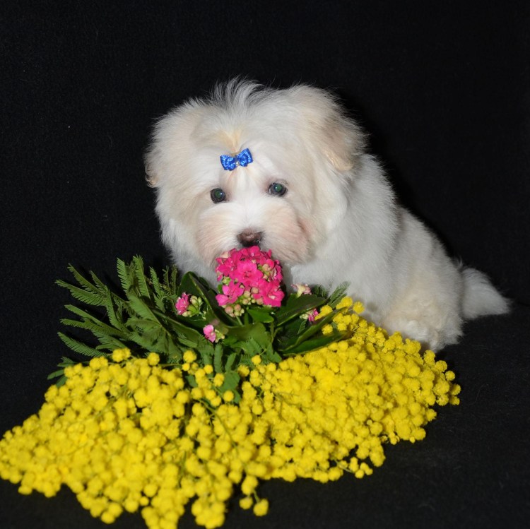 Мальтийский Бишон