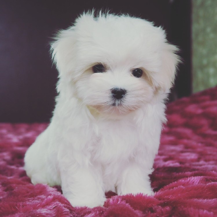 Болонка мальчик