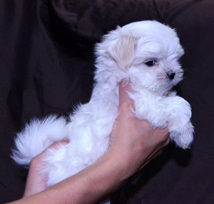 Болонка карликовая