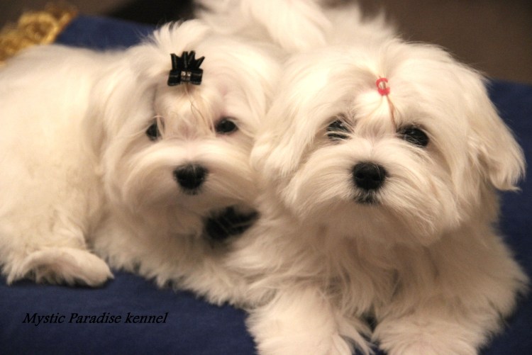 Мальтийский Бишон