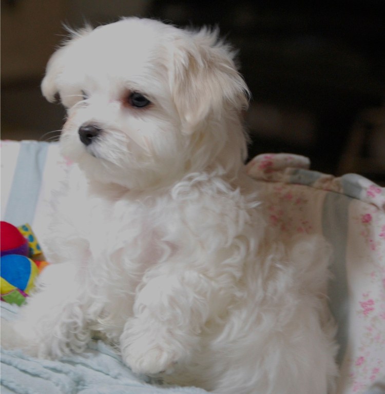 Мальтийская болонка