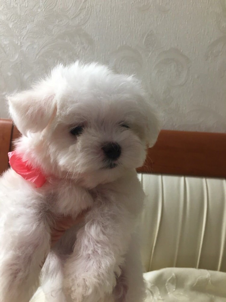 Мальтийская болонка