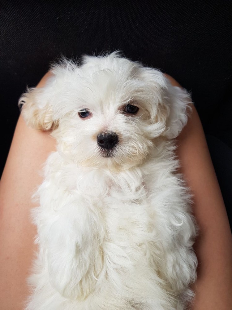 Собачка Мальтийская болонка