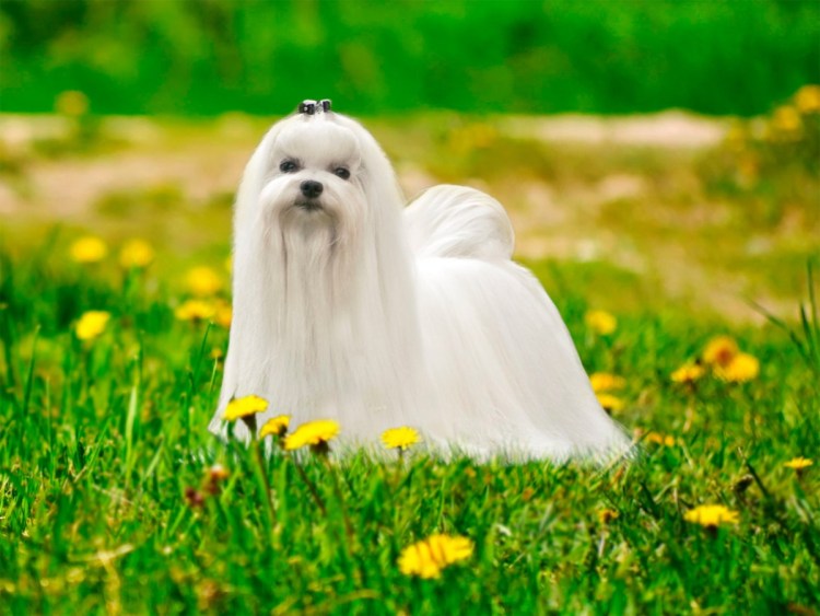 Мальтийская болонка фото