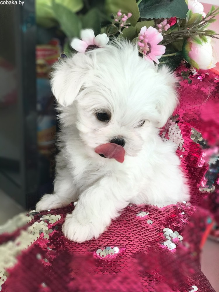 Болонка мальтезе персиковая