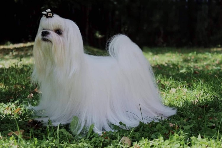 Мальтийская болонка линяет