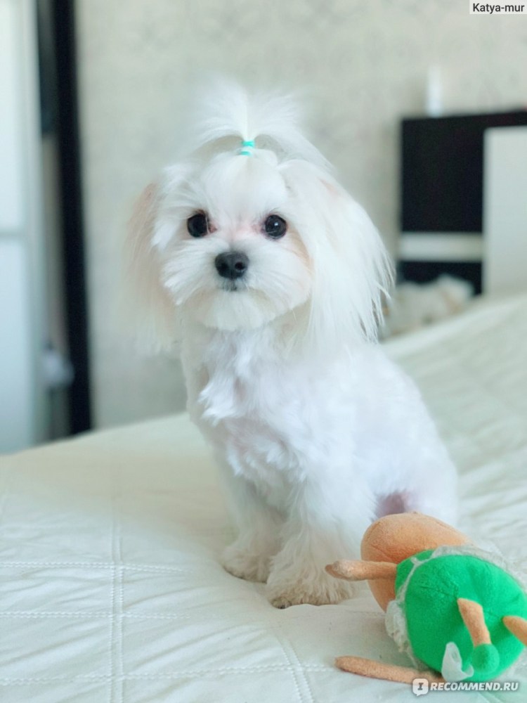 Мальтийская болонка