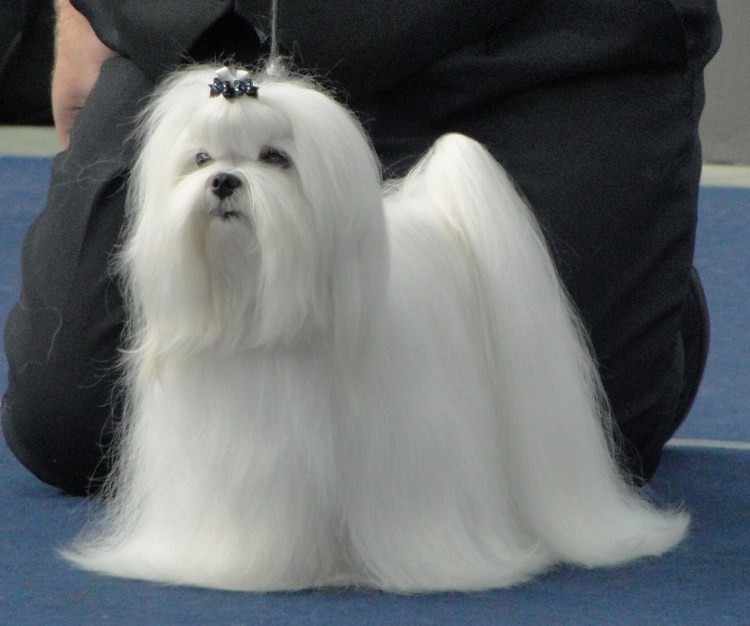 Мальтипу болонка