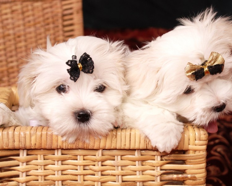 Мальтийская болонка рыжая