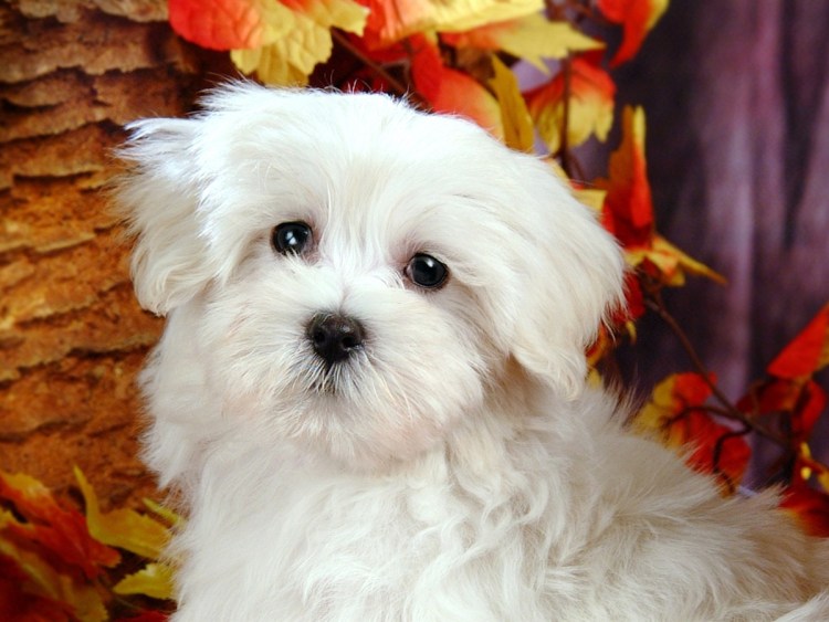 Мальтийская болонка Teacup взрослый