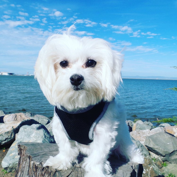 Австрийская болонка